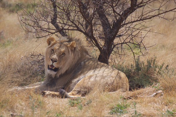 South Africa Chill Time: Male Lion
